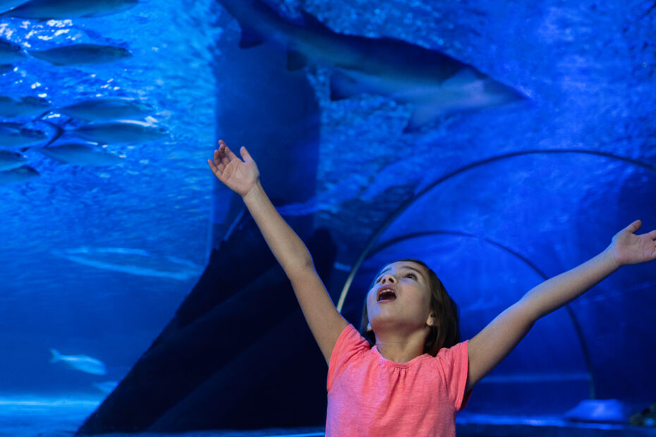 Gifts for a Child Who Likes Marine Life And Aquariums